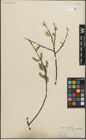 Foto von Salix lasiolepis Benth.